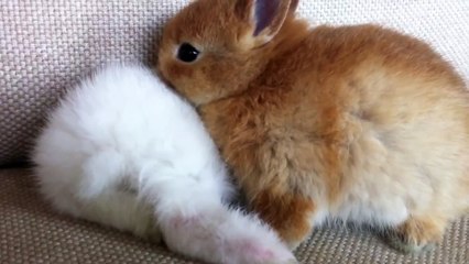 可愛いウサギの姉妹 仲良し姉妹