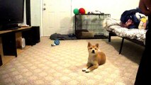 Shiba Inu Puppy Training! - 12 Weeks old basics