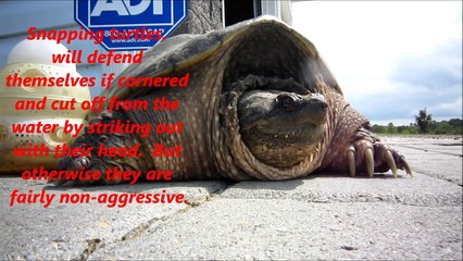 Check out how fast he bites