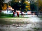 Horses First Time Meeting Jack the Donkey!! Must See For Animal/Horse Lovers