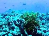 Scuba diving Marsa Alam, Egyptian Red Sea