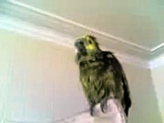 Parrot Singing Happy Birthday!!!!!