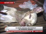 Cops rescue 32 dogs in Laguna