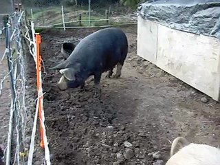 Sow & Gilt - Last week prior to farrowing Pt. 1