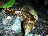 Giant centipede eating African Land Snail