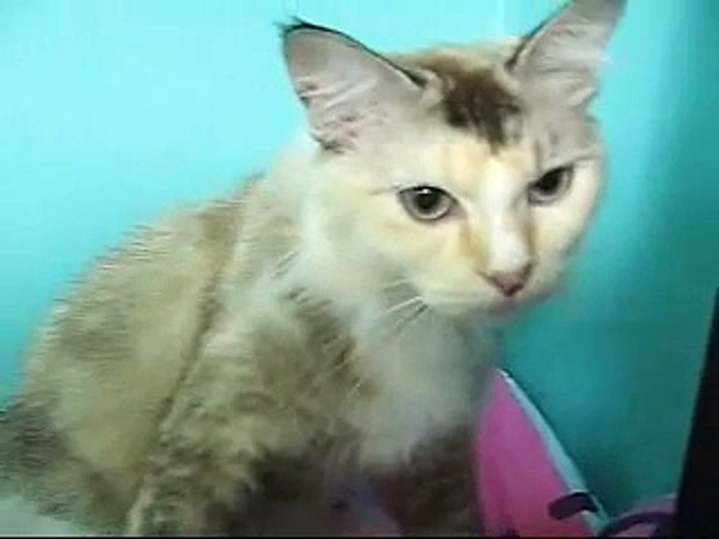Kucing Melatah Video Dailymotion