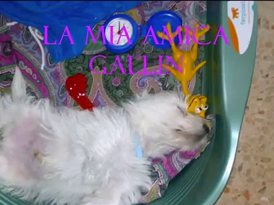 Pepito mi corazon