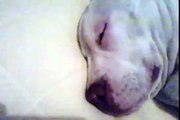pitbull 4 meses Airon, roncando!