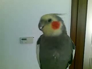 gülveren etna kombi servisi-0312-279-15-16