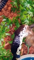 My Forest Cobra  Jenny   Chowing down on some mice