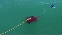 Shark - Tempting the Great White Shark attack video