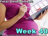 Fetal Development Week 40 (Pregnancy Health Guru)