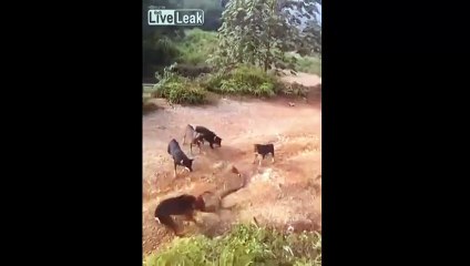 Pack of dogs attacking a large cobra snake