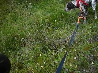 GSP and Husky mushing/bikejoring training Aberfoyle October 2010