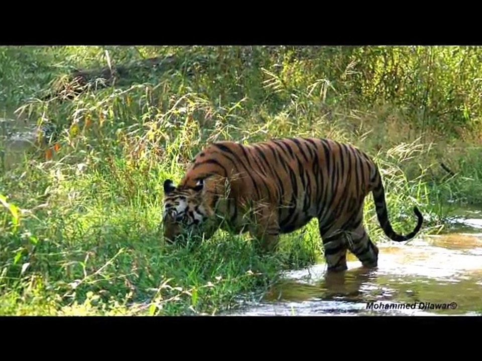 Robust Tiger Series - B2 (Sundar)