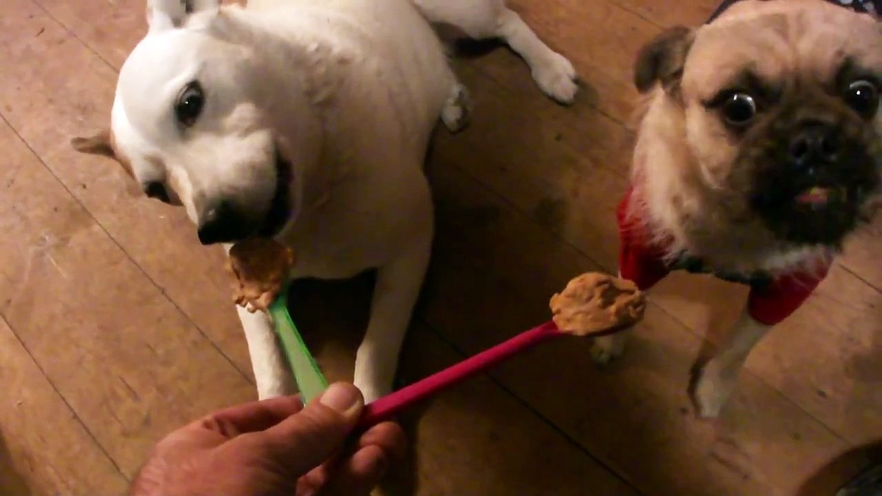 Poppy (Pomeranian / Pug Cross) & Molly (Blue Healer / Jack Russell Cross) VS. Peanut Butter