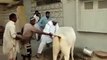 Cow Qurbani Running of Dangerous Cow Kick 2014 Funny Video - Video Dailymotion