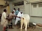 Cow Qurbani Running of Dangerous Cow Kick 2014 Funny Video - Video Dailymotion