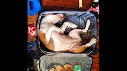 Gute Nacht - Good Night