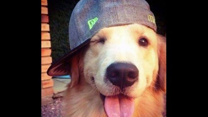 Le top 23 des chiens les plus débiles