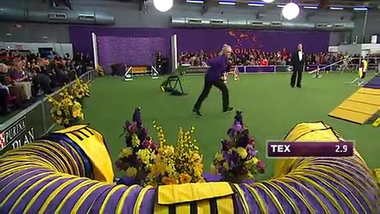 Tex, chien champion d'agility !!