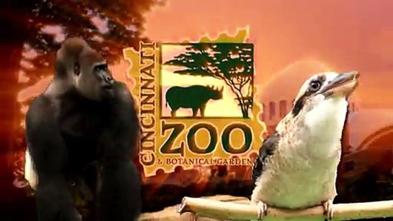 Des pandas rouge comme des fous dans la neige , trop mignons !!