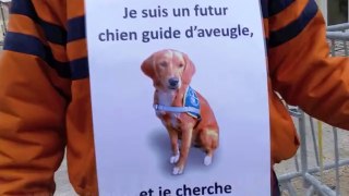 Les apprentis chiens guides d'aveugle manquent de familles d'accueil