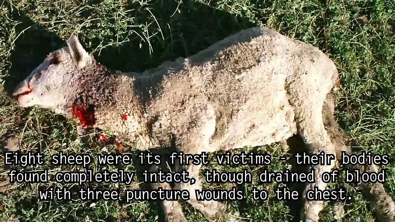 5 Alien Creatures Left Behind on Earth (HD)