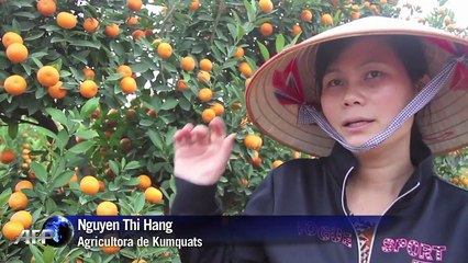 Los pesticidas amenazan el árbol de la prosperidad