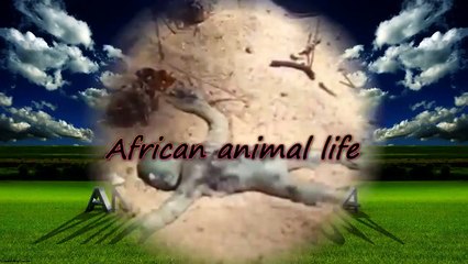 عروس البحر ينفق على شاطئ البحر.mp4