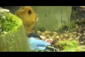 عندما تثأر الحيوانات المفترسة والأليفة من البشر