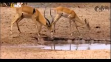 مكر التماسيح ضد الغزلان من اعظم المقاطع لصيد الغزلان من التماسيح