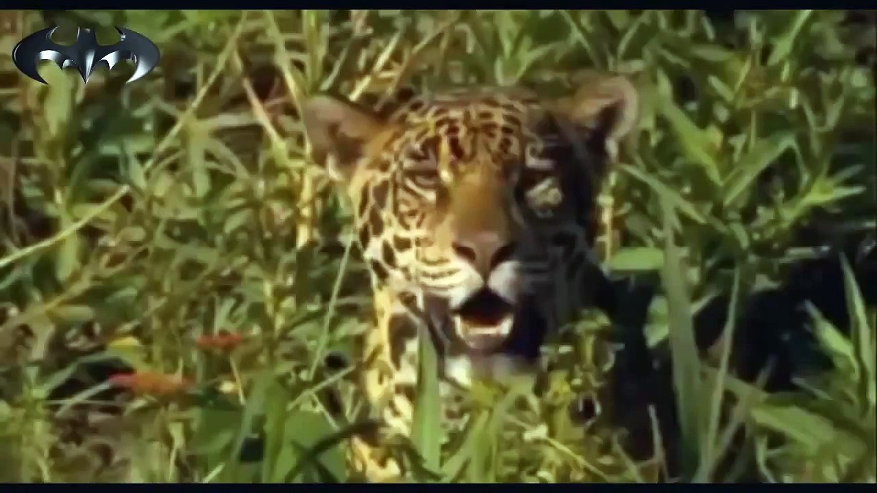مهاجمة من نمر اليبورد لأفتراس تمساح داخل المياة