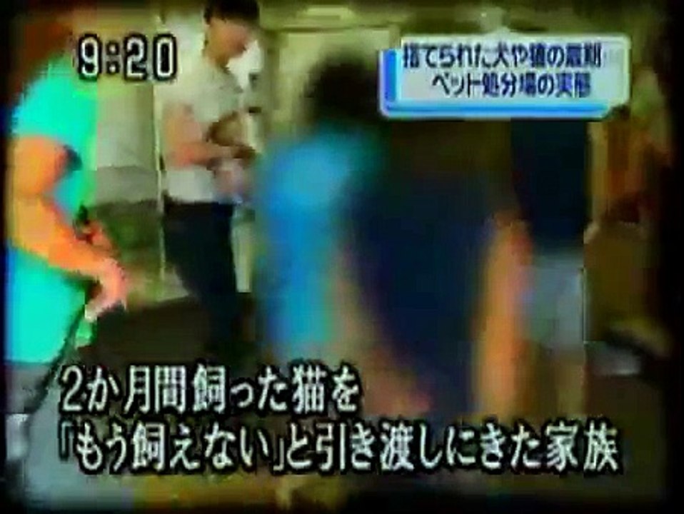 海に行くから猫を処分!