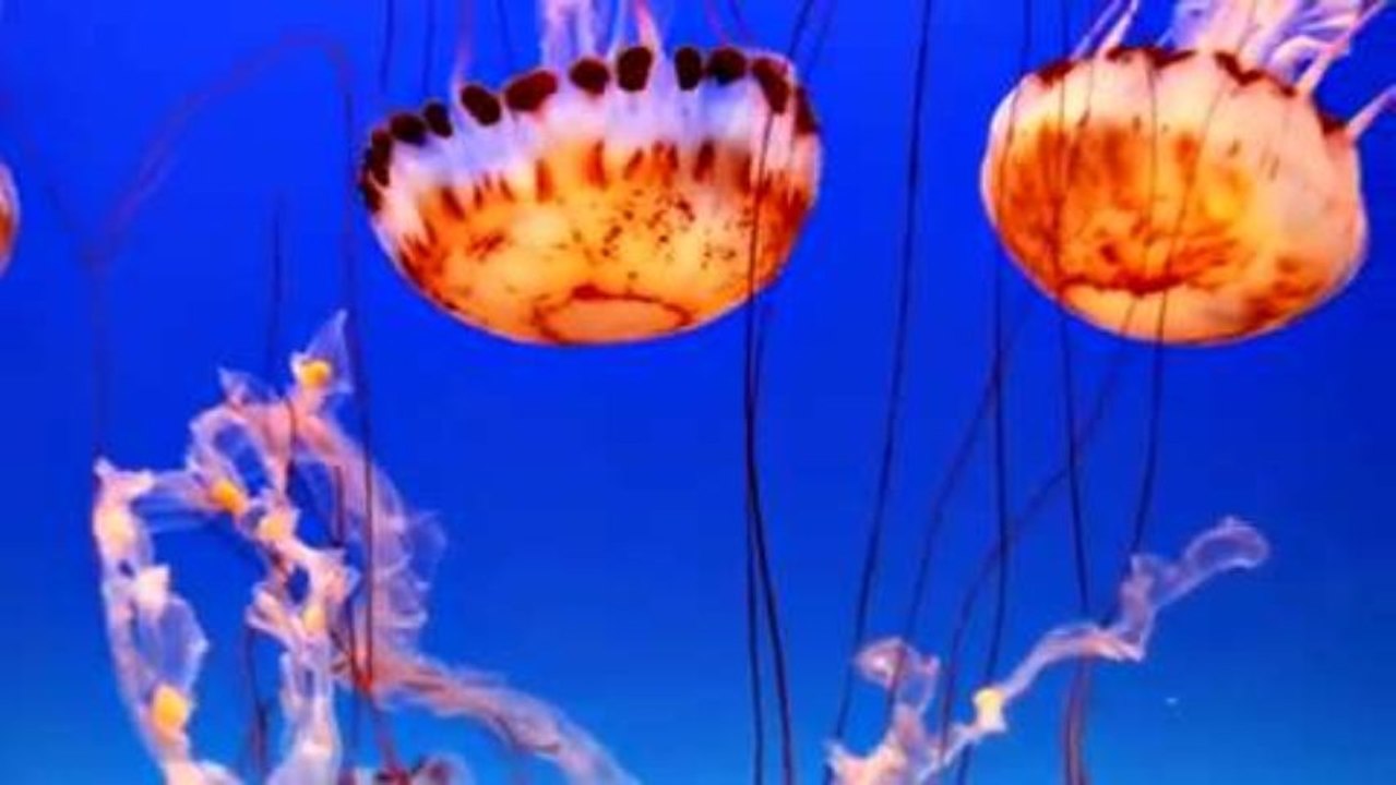 Des méduses fascinantes méduses à l'aquarium de Monterey Bay