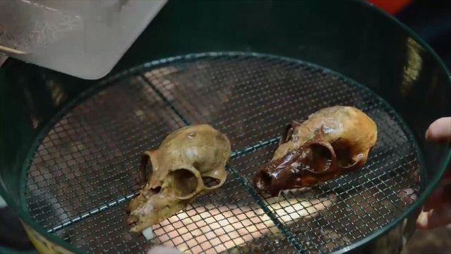 Madagascar : découverte de nombreux fossiles dans une grotte immergée