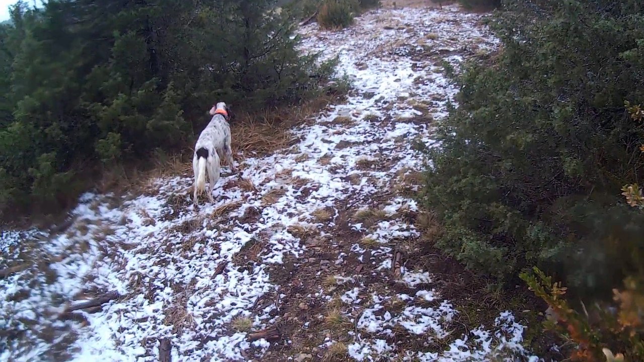 joly des forêts lacaunaises (10 mois) sur faisan !!
