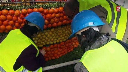 À la découverte de la fête du citron de Menton