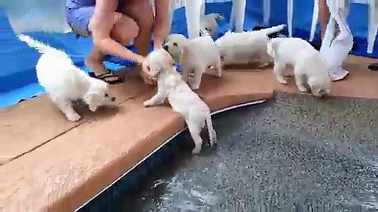 Cute Puppies in Swiming Pool- Vidéo Dailymotion