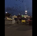 Laser Pointer Creates Confusion Amongst Swarm of Texas Birds