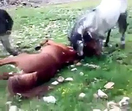 Amazing Video of Horse Fighting- Video Dailymotion