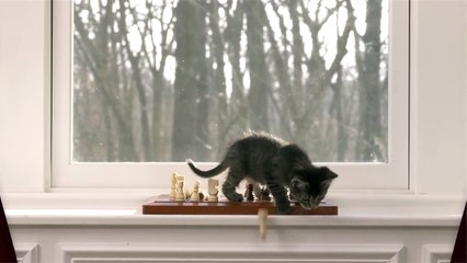 Cute Kitten Wins Chess Match #CatsWin