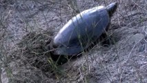 Turtle Laying Eggs Video