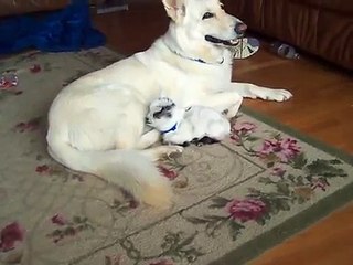 Un berger allemand prend soin d'un chevreau