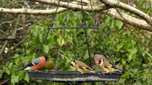 Greenfinch, Goldfinch and Bullfinch on The Finch Bird Feeder