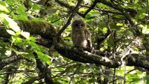 Tawny Owl in The Wild