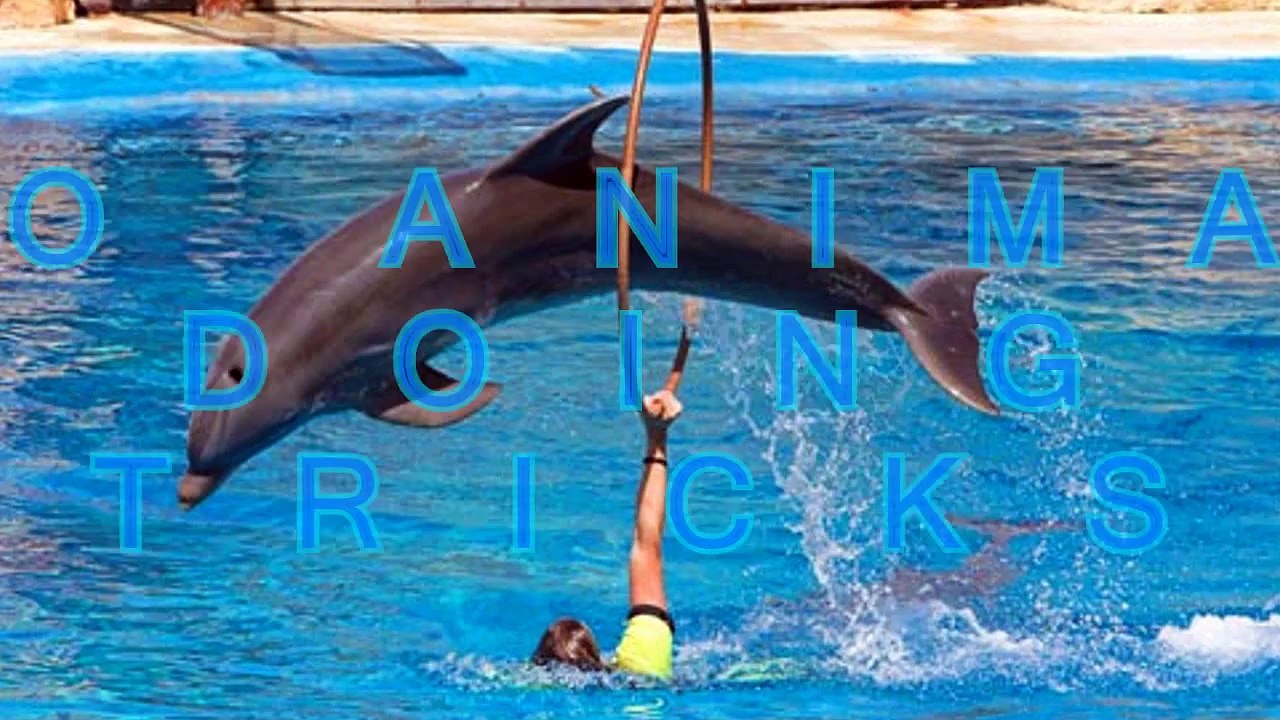 Zoo animals doing tricks - Cool animal compilation