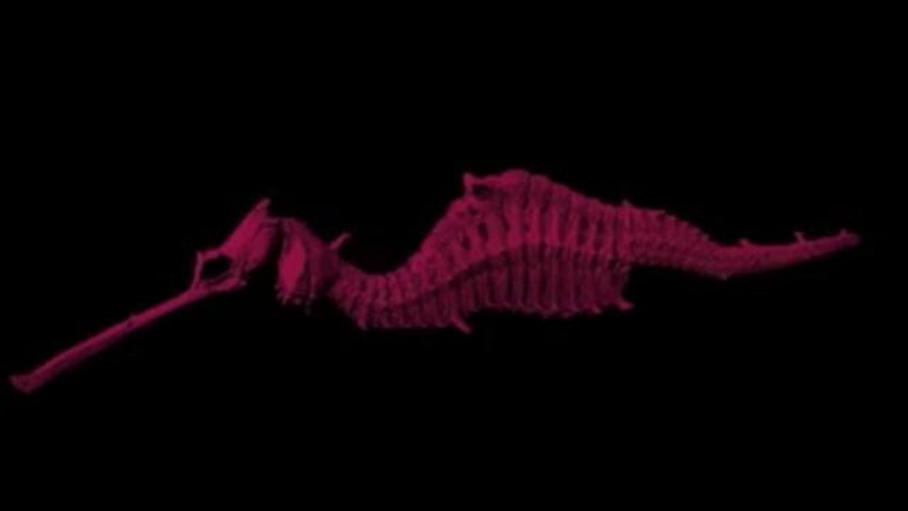 Scientists Discover Ruby Red Seadragon
