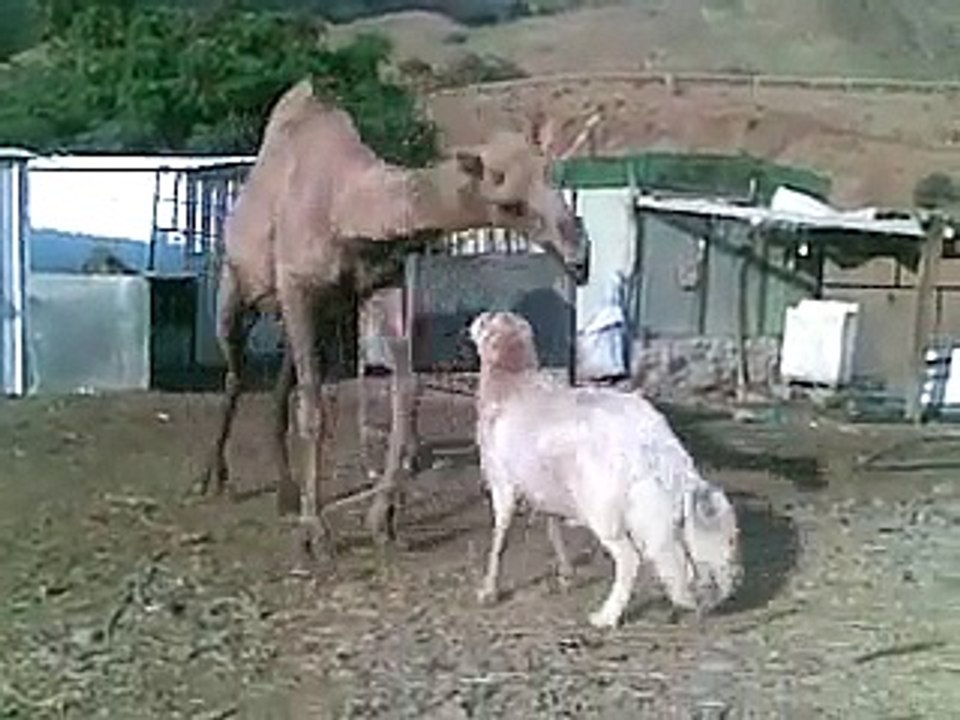 Camel And Goat Fight