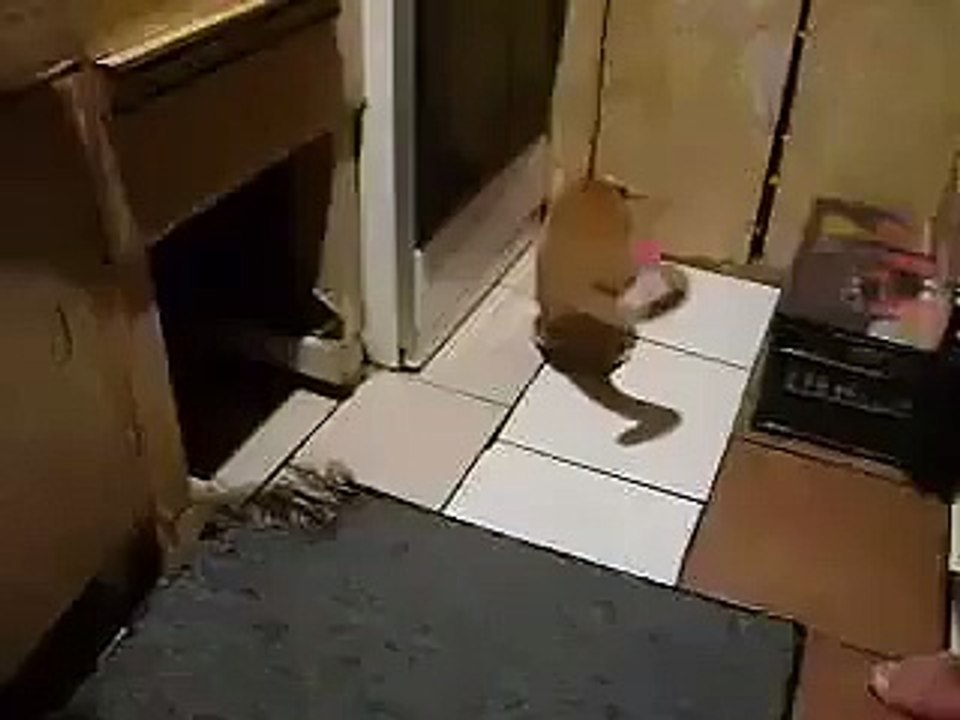 cat vs mos